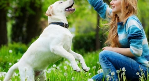 Beberapa Cara Melatih Anjing Sendiri Yang Bisa Kamu Lakukan Di Rumah Kumparan Com