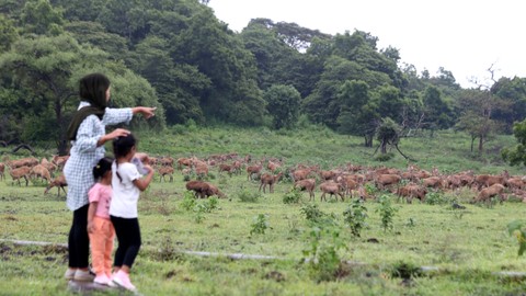 Wisatawan melihat kawanan rusa timor (cervus temorensis) di Savana Bekol, Taman Nasional Baluran, Situbondo, Jawa Timur, Sabtu (1/1/2022). Foto: Budi Candra Setya/ANTARA FOTO