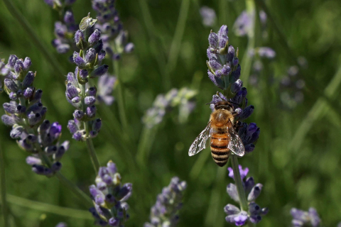 Lebah madu mengumpulkan serbuk sari pada tanaman lavender di taman botani Cyherbia di desa Siprus Avgorou di barat daya Distrik Famagusta, Siprus pada 8 Juni 2021. Foto: CHRISTINA ASSI/AFP
