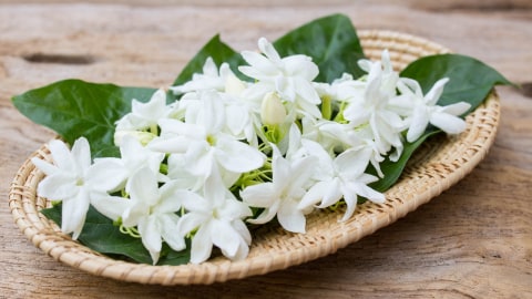 Manfaat Bunga Melati Hingga Kantil Camilan Favorit Suzanna Kumparan Com