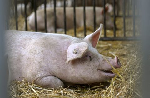 Ilustrasi babi di peternakan. Foto: AFP/Ina Fassbender