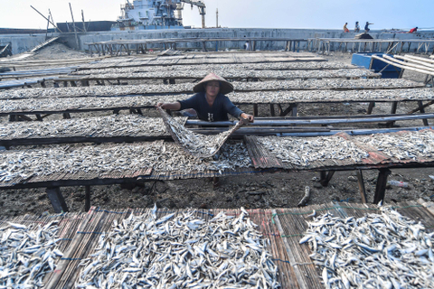 Foto: Nelayan di Cilincing Keluhkan Harga Jual Ikan Asin Menurun (1)