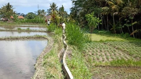 Sistem irigasi di food estate. Foto: Kementan RI