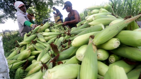 Petani memilah jagung manis saat panen di Desa Paron, Kediri, Jawa Timur, Kamis (31/12). Foto: Prasetia Fauzani/ANTARA FOTO