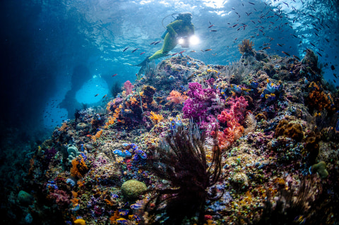  Spot Diving di Raja Ampat. Foto: Getty Images