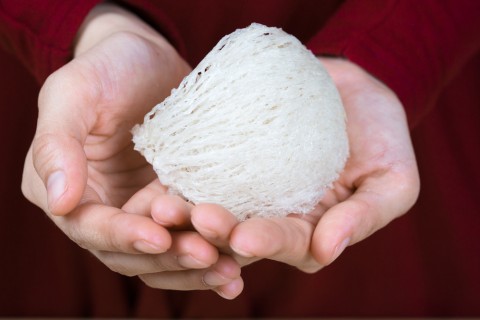 Bentuk asli sarang burung walet setelah dibersihkan dan sebelum diolah. Foto: Shutterstock
