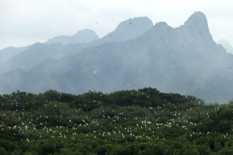 Kawanan burung berada di hutan mangrove Kampung Blekok, Situbondo, Jawa Timur. Foto: ANTARA FOTO/Budi Candra Setya
