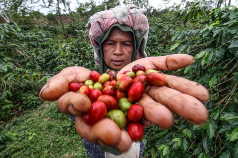 Petani memetik buah merah kopi di sentra perkebunan kopi Nisam Antara, Kabupaten Aceh Utara, Aceh. Foto: ANTARA FOTO/Rahmad