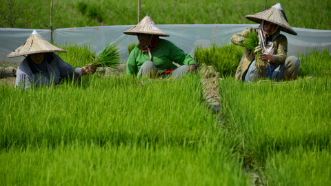 Para petani bekerja di sawah di Montasik, provinsi Aceh. Foto: Chaideer Mahyuddin/AFP