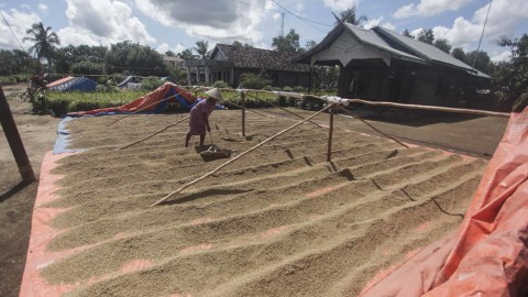 Petani menjemur gabah di kawasan lumbung pangan nasional 'F... </div>
<div class=