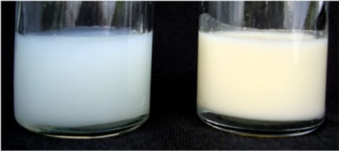 Foremilk dan hindmilk. Foto: AIMI