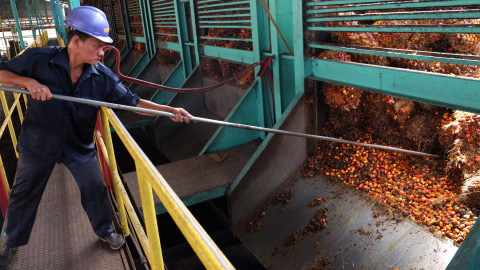 Pekerja menurunkan tandan buah segar kelapa sawit untuk diolah menjadi Crude Palm Oil (CPO). Foto: ANTARA FOTO/Irsan Mulyadi