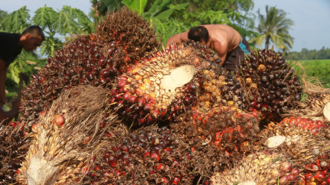 Ilustrasi Kelapa Sawit Foto: Syifa Yulinnas/Antara