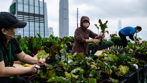 Berkebun di atas gedung bertingkat di Hong Kong. Foto: AFP/Anthony Wallace