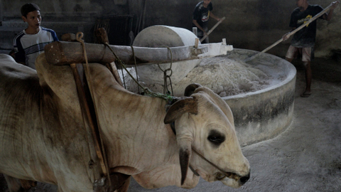 Pembuatan Mie Lethek di Yogyakarta. Foto: Andreas Fitri Atmoko/ANTARA FOTO