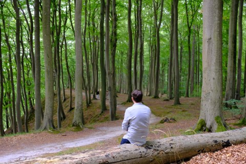 Ilustrasi berada di tengah hutan Foto: Shutter Stock