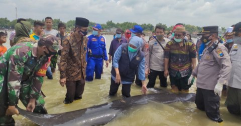 49 Ikan Paus Tombak Mati di Bangkalan, Khofifah Minta FKH Unair Cari Sebabnya (1)