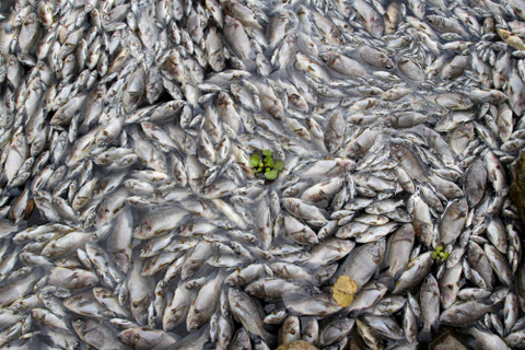 Ilustrasi ikan mati. Foto: Muhammad Arif Pribadi/Antara Foto