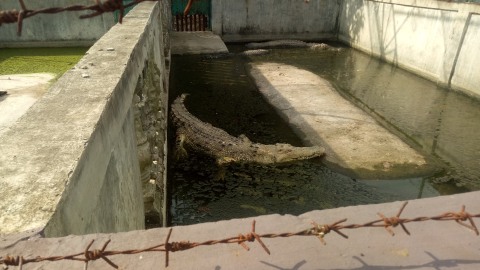Apakah Taman Buaya Buka : Predator Fun Park Batu Tiket ...