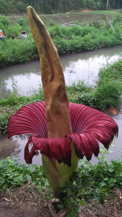 Unik Bunga Bangkai Setinggi Hampir 2 Meter Muncul Di Kab Karo Sumatera Utara Kumparan Com