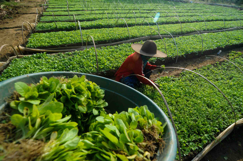 Petani memanen bibit tembakau di Desa Penagguan, Pamekasan, Jawa Timur, Minggu (23/5/2021).  Foto: Saiful Bahri/ANTARA FOTO
