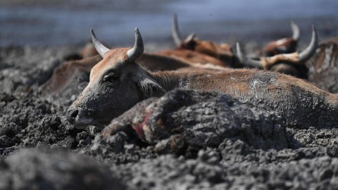 Sejumlah hewan ternak berkubang dalam lumpur akibat kekeringan di Danau Ngami, Botswana. Foto: AFP/MONIRUL BHUIYAN