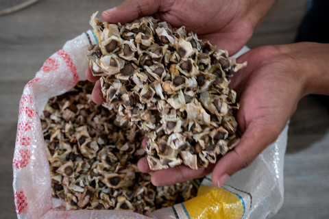 Biji kelor yang telah dikeringkan dan siap diolah untuk menjadi beragam produk. Foto: Basri Marzuki/ANTARA FOTO