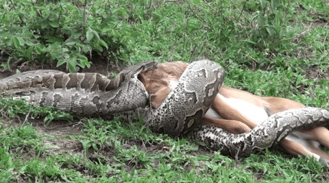 Ular piton batu Afrika yang sedang berusaha melahap impala utuh-utuh. Foto: Youtube/@MalaMala Game Reserve