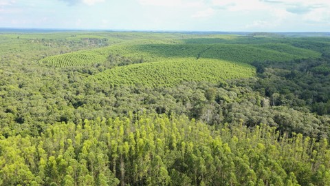 Ilustrasi hutan dan penanaman pohon. Foto: KLHK