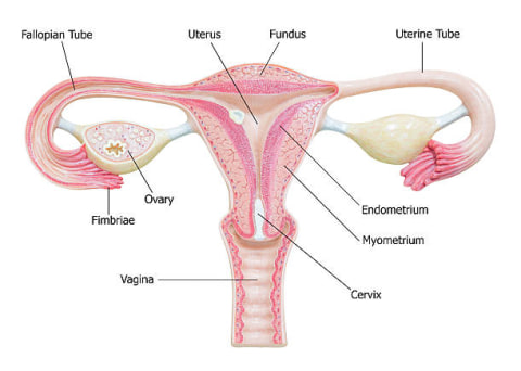 Sistem Reproduksi Manusia Ini Perbedaan Fungsi Antara Pria Dan Wanita Kumparan Com