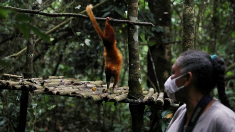 Ahli biologi Andreia Martins mengamati Golden Lion Tamarin di kawasan Hutan Atlantik Silva Jardim di negara bagian Rio de Janeiro, Brasil. Foto: Pilar Olivares/Reuters