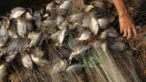 Ilustrasi menangkap ikan. Foto: ANTARA FOTO/Arnas Padda