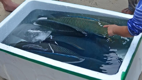 Ikan Napoleon di Natuna. Foto: Humas KKP