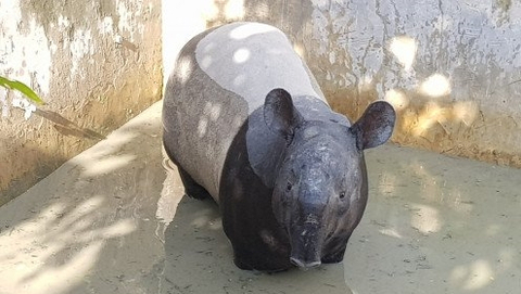 Seekor tapir tersesat di permukiman dan tercebur ke kolam ikan warga di Kota Pekanbaru, Riau, Selasa (20/4).  Foto: FB Anggoro/ANTARA
