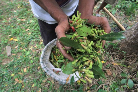 Petani memanen cengkih di Desa Setianegara, Kuningan, Jawa Barat, Senin (3/8/2020). Foto: Dedhez Anggara/Antara Foto
