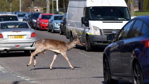 Seekor rusa fallow melintasi jalan di Harold Hill, London TImur, Inggris, Sabtu (4/4). Foto: Ben STANSALL / AFP