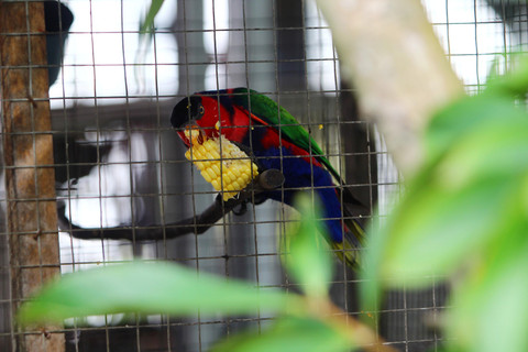Seekor burung kasturi kepala hitam endemik Papua makan jagung di balik sangkar, di Balai Konservasi Sumberdaya Alam (BKSDA) Kalbar di Pontianak, Kalimantan Barat, Selasa (9/2). Foto: Jessica Helena Wuysang/Antara Foto