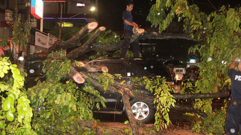 Pohon Tumbang Timpa Mobil di Depan Kantor Wali Kota Medan