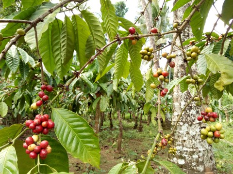 Delapan Ton Kopi Sumatera Barat Berlayar ke Dubai