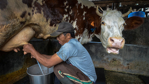 RI Masih Impor 3,7 Juta Ton Susu, Produksi Lokal Baru Penuhi 20% Kebutuhan