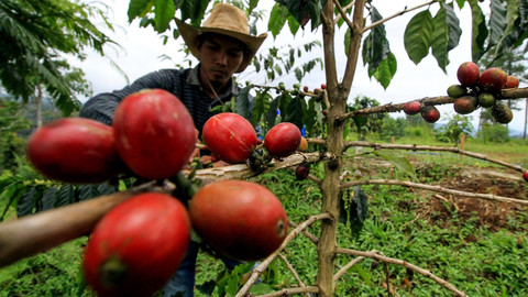 Geliat Kopi Pagar Alam Menembus Pasar Australia
