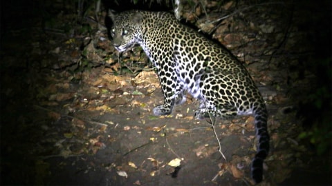 Kronologi Kaburnya Macan Tutul dari Kandang Karantina Lembang Park & Zoo