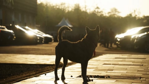 Kasus Anjing Dikuliti Hidup-Hidup: Diungkap Sahroni, Diselidiki Polisi