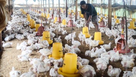 Mentan Respons Harga Ayam Broiler Turun, Minta BGN