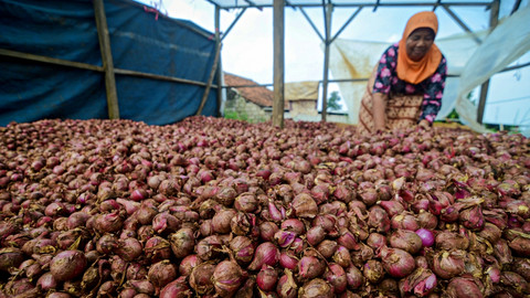 NTP Mei 2026 Naik 1,99%, Harga Karet hingga Bawang Dongkrak Pendapatan Petani