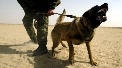 Bocah 9 Tahun di Jasinga Bogor Tewas Diserang Anjing Pemburu