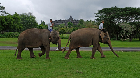 Raja Juli: Indonesia Negara Pertama di Dunia yang Larang Praktik Gajah Tunggang