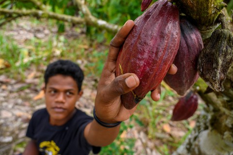 RI Jadi Produsen Global, Berikut Daerah Sentra Penghasil Kakao