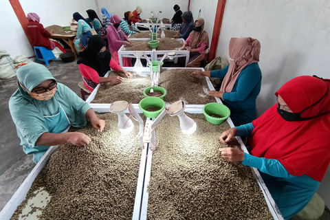 Mentan Siapkan Rp 40 M untuk Pembibitan Kopi Pascabencana di Aceh