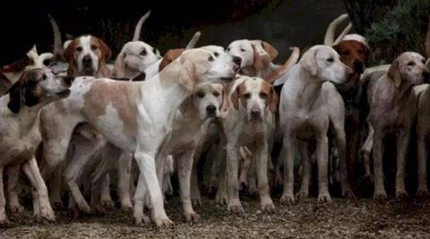 Polisi Amankan 30 Ekor Anjing Pemburu dari Lokasi Tewasnya B